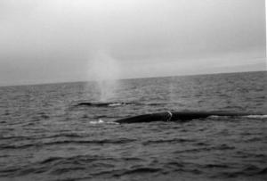 Fin whale blowing near Cape Clear Island, West Cork